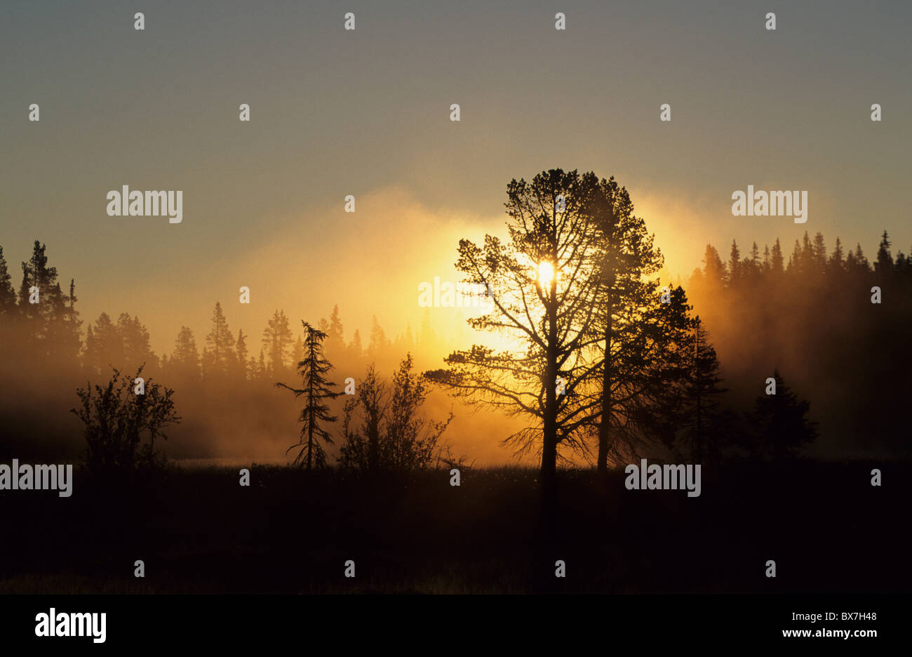 4 h du matin, le jaune de la lumière du matin, la nature, le lever du soleil, d'été, paysage, arbres Banque D'Images