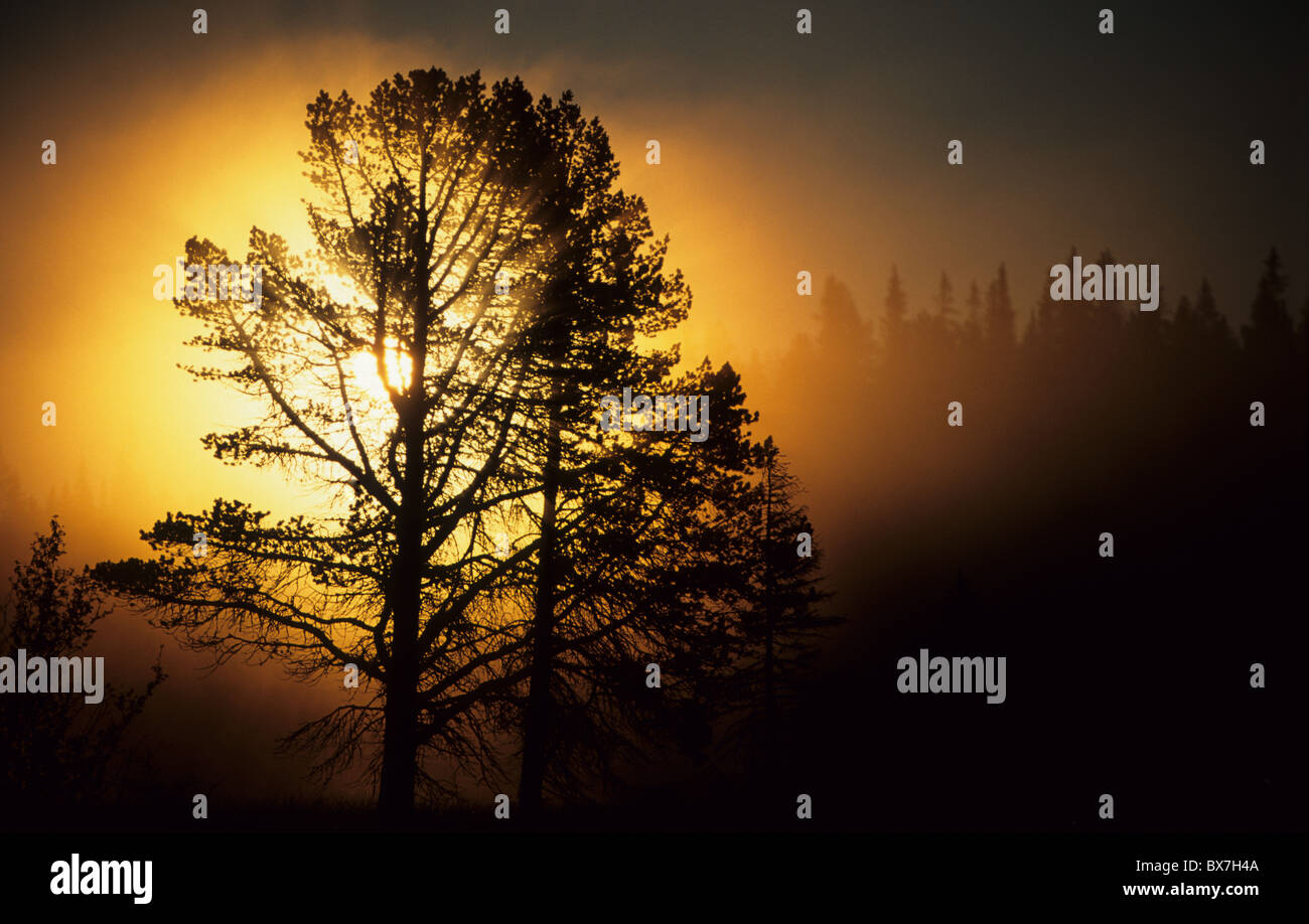 4 h du matin, le jaune de la lumière du matin, la nature, le lever du soleil, d'été, paysage, arbres Banque D'Images