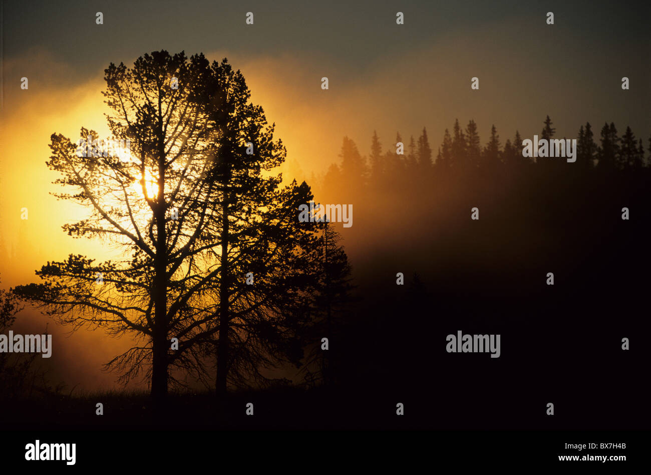 4 h du matin, le jaune de la lumière du matin, la nature, le lever du soleil, d'été, paysage, arbres Banque D'Images