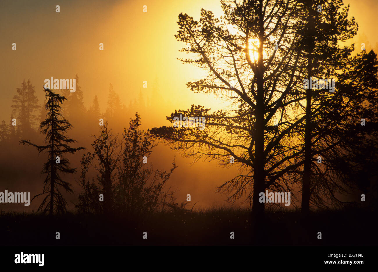 4 h du matin, le jaune de la lumière du matin, la nature, le lever du soleil, d'été, paysage, arbres Banque D'Images