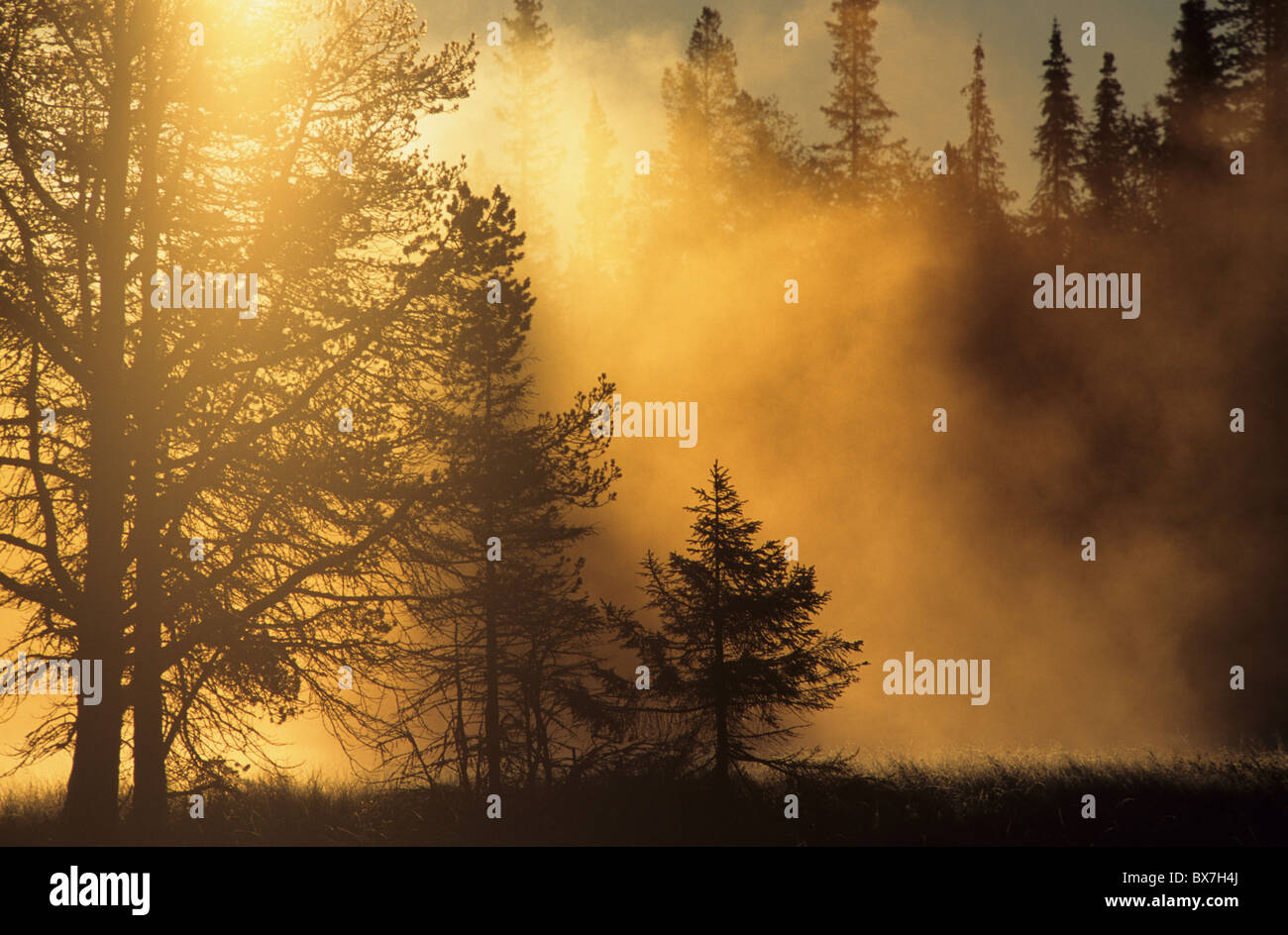4 h du matin, le jaune de la lumière du matin, la nature, le lever du soleil, d'été, paysage, arbres Banque D'Images