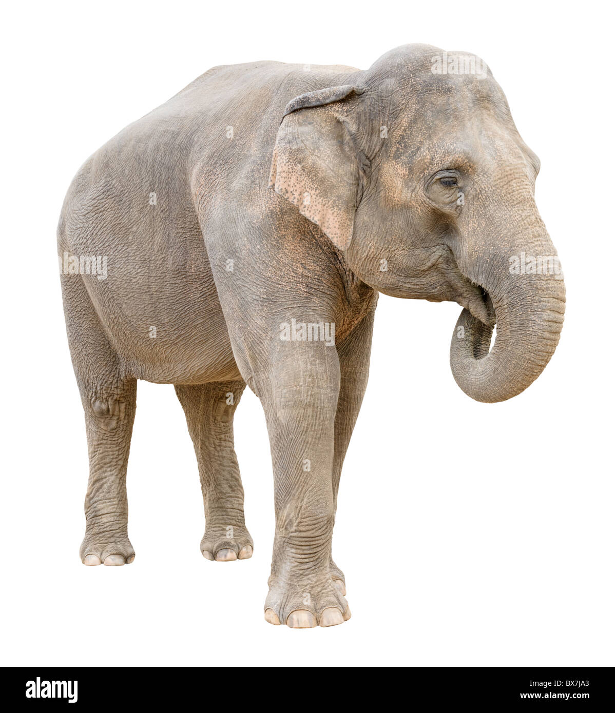 Femelle éléphant d'Asie secret dit isolé sur fond blanc Banque D'Images