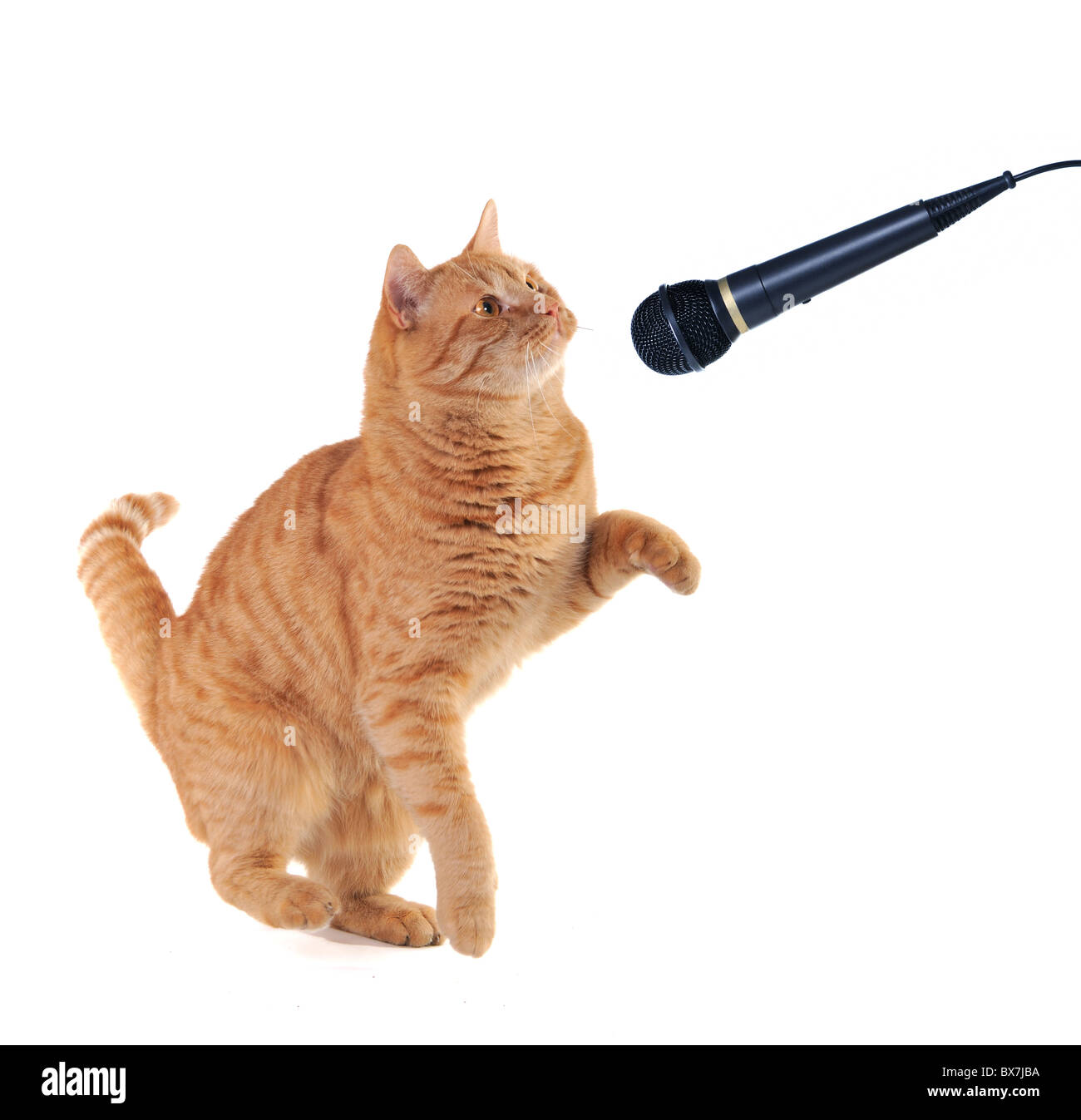 Chaton rouge avec Microphone donnant aninterview Banque D'Images