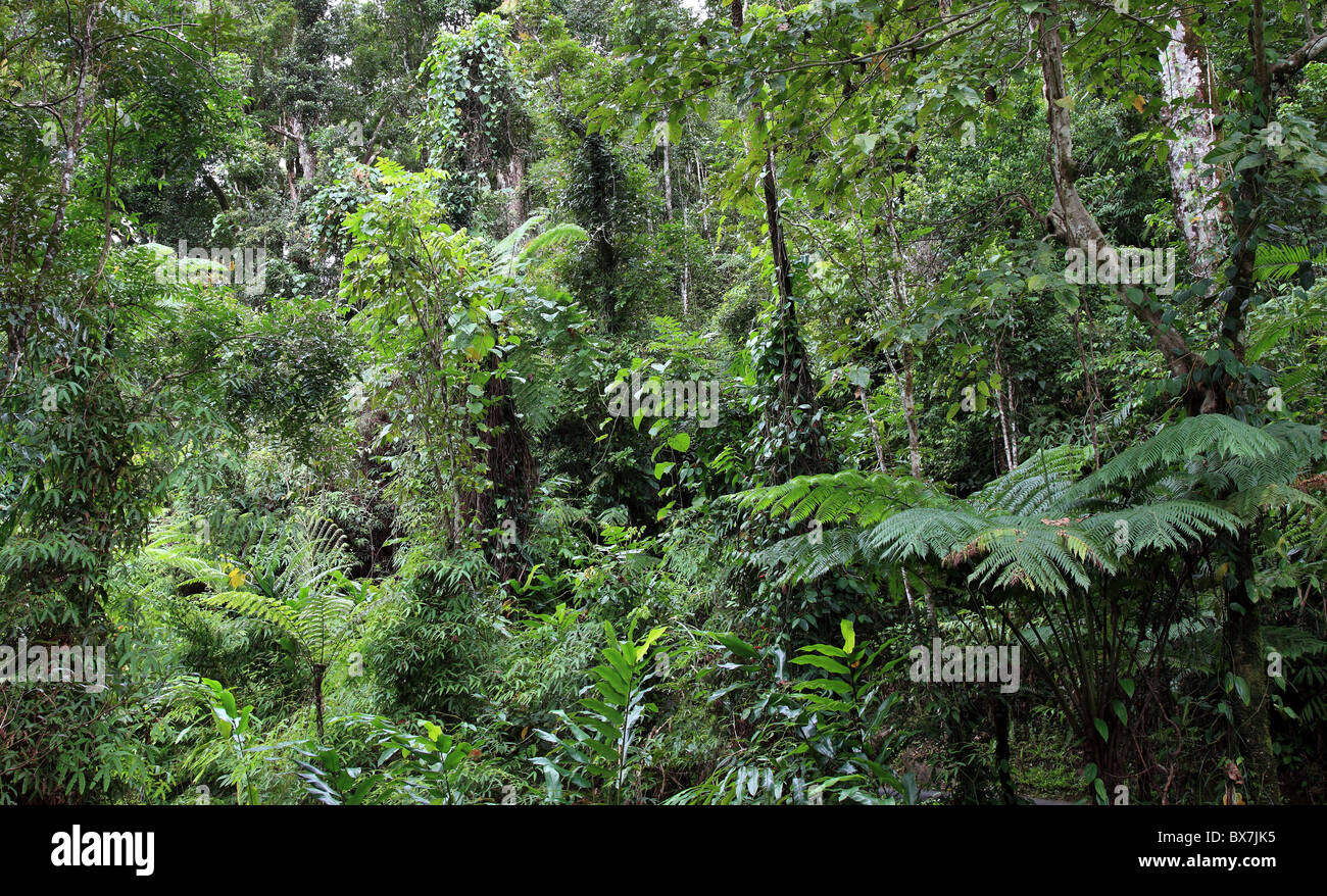 La forêt tropicale humide dans l'Est de l'Australie (Queensland) Banque D'Images