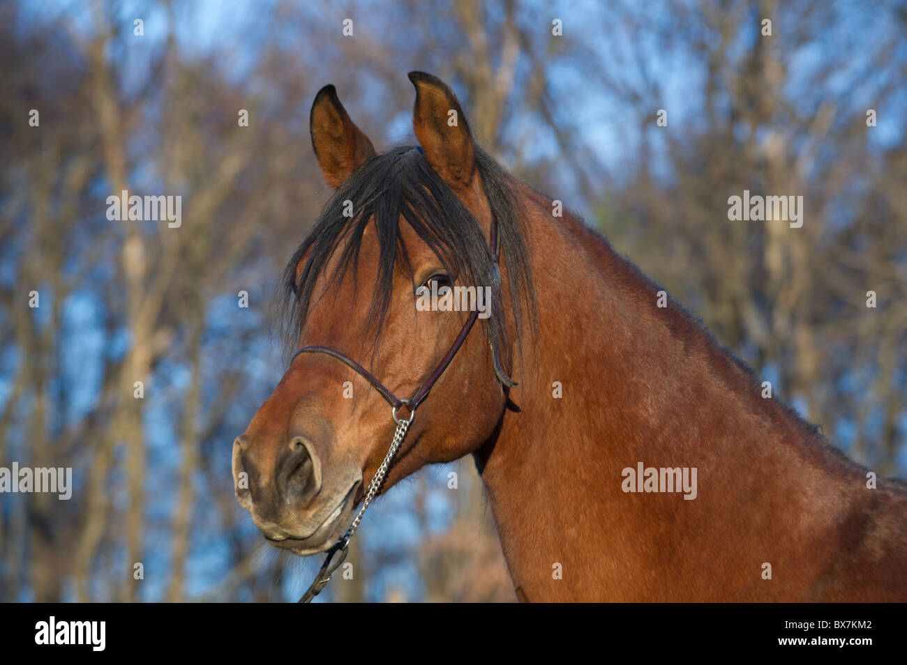 Beau cheval arabe à la fin de soir lumière dorée, tête de jument baie de race en manteau d'hiver. Banque D'Images
