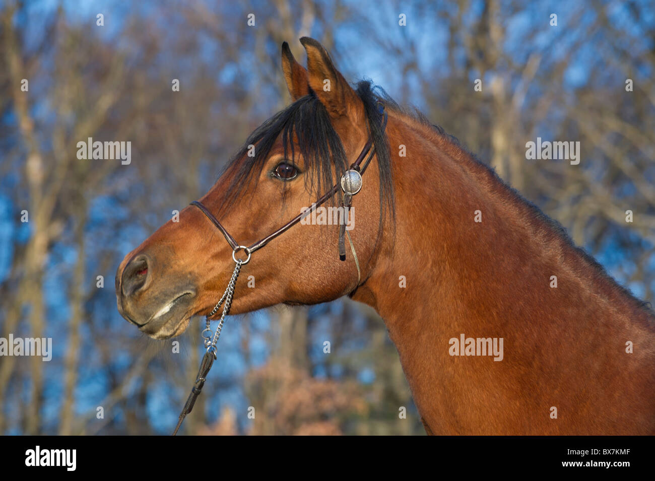 Beau cheval arabe à la fin de soir lumière dorée, tête de jument baie de race en manteau d'hiver. Banque D'Images