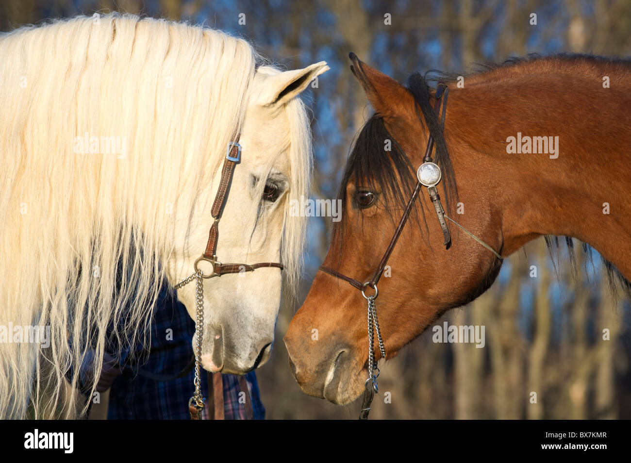 Deux chevaux l'oeil pour oeil, Arabian stallion et mare. Image Concept de solidarité, le collage, l'affrontement, ou pas d'accord Banque D'Images