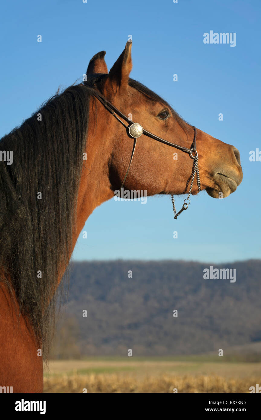 Beau cheval arabe la tête d'alerte d'examiner la distance, fond de ciel bleu avec la lumière de fin d'après-midi. Banque D'Images