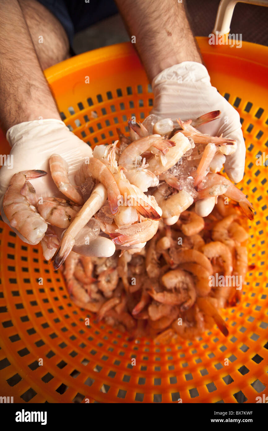 Key West Rose, une variété de crevettes uniques à Key West, FL. Banque D'Images