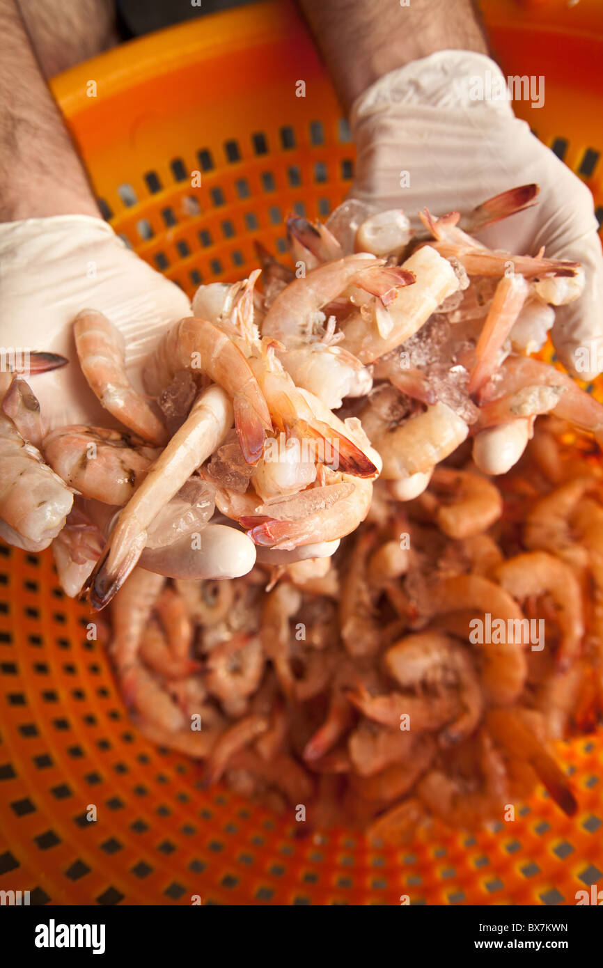 Key West Rose, une variété de crevettes uniques à Key West, FL. Banque D'Images