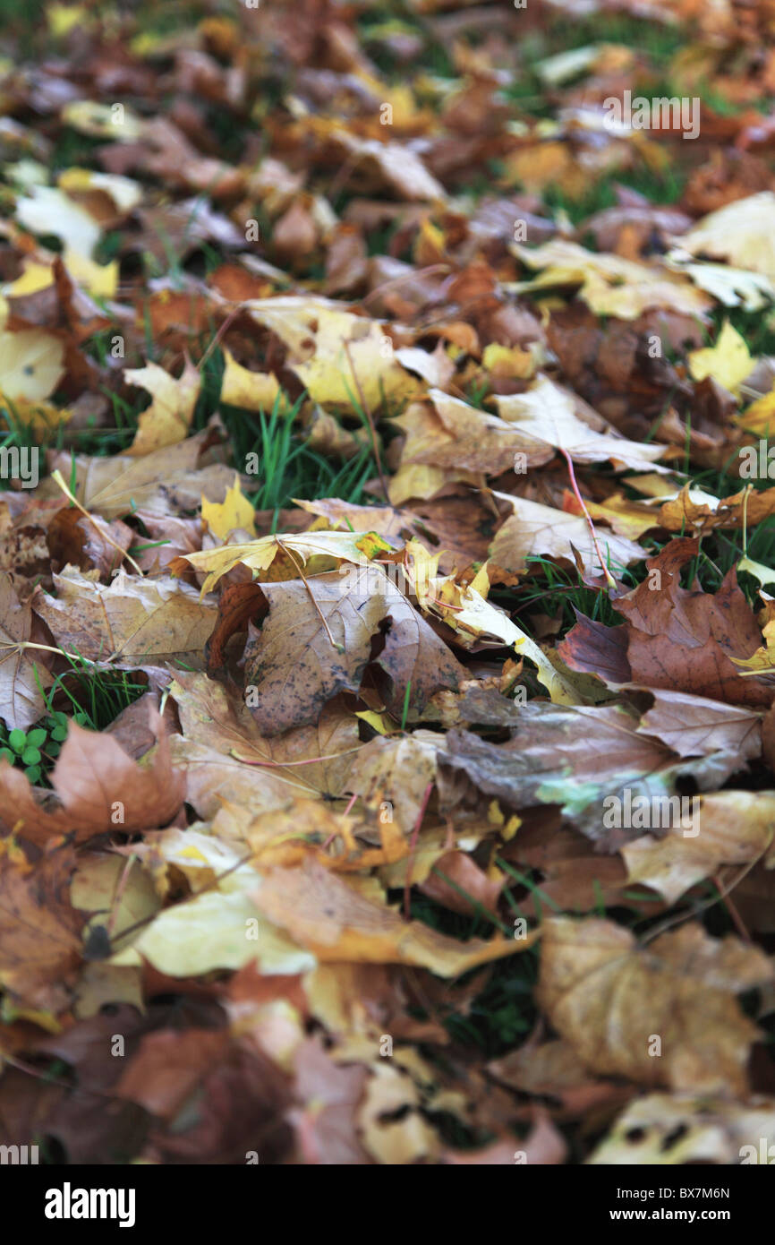 Les feuilles qui tombent sur le sol. Banque D'Images