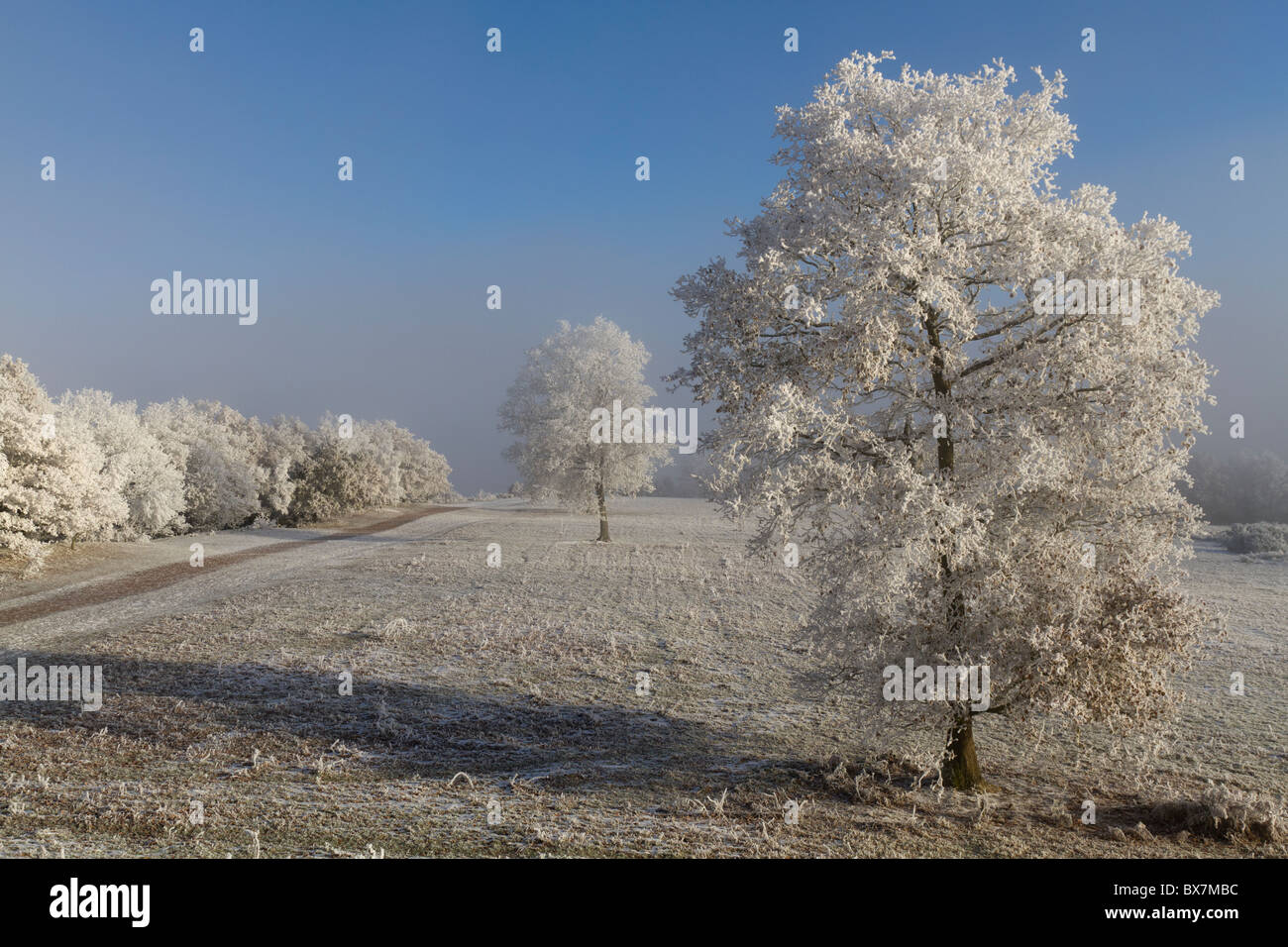 Givre sur les arbres pendant la période de froid de décembre 2010 Banque D'Images