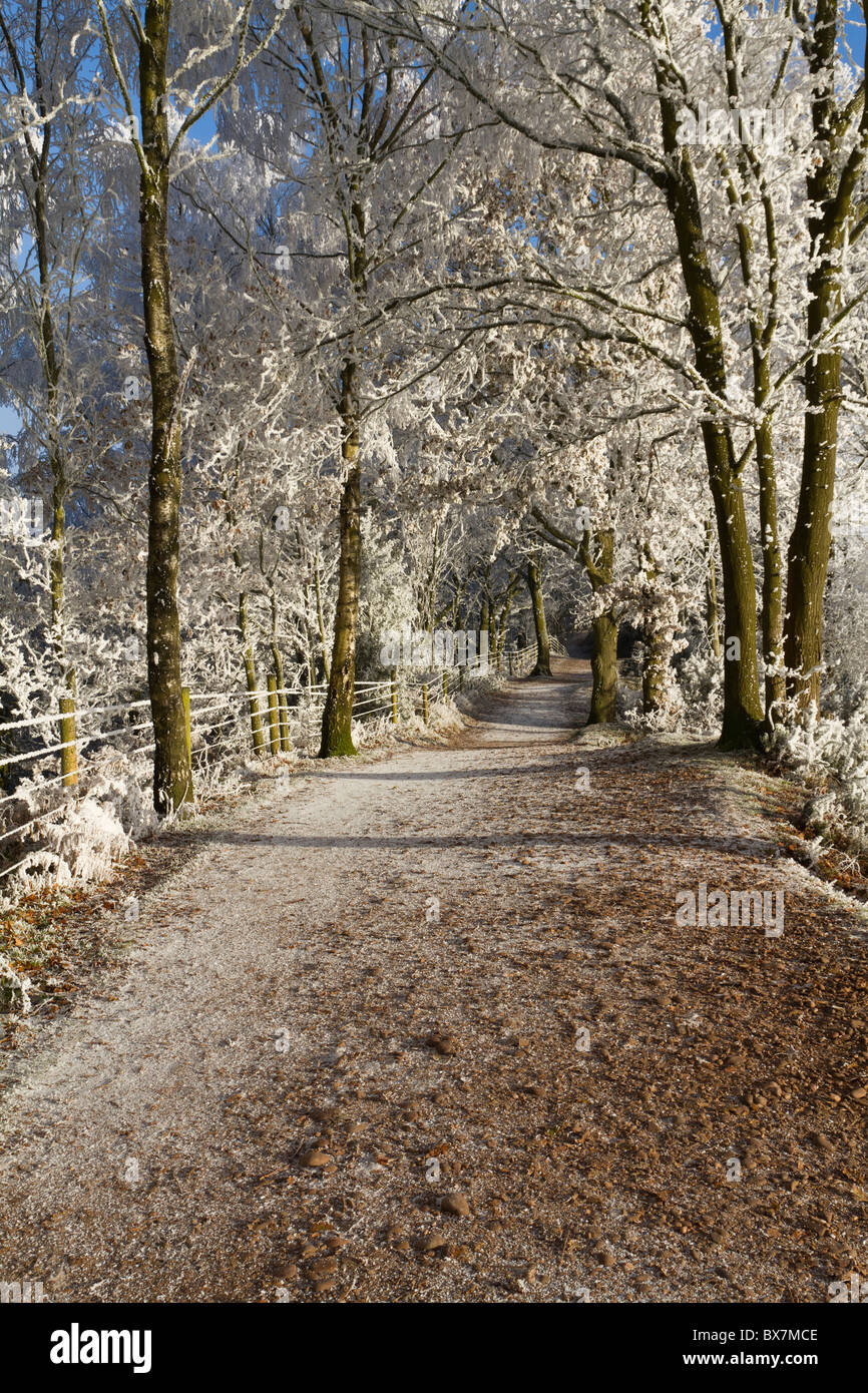 Givre sur les arbres pendant la période de froid de décembre 2010 Banque D'Images