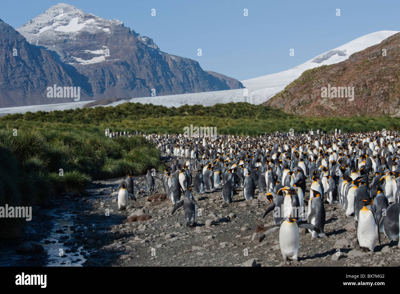 Manchot royal Aptenodytes patagonicus, colonie, la Géorgie du Sud avec les montagnes en arrière-plan, la plaine de Salisbury, la Géorgie du Sud. Banque D'Images