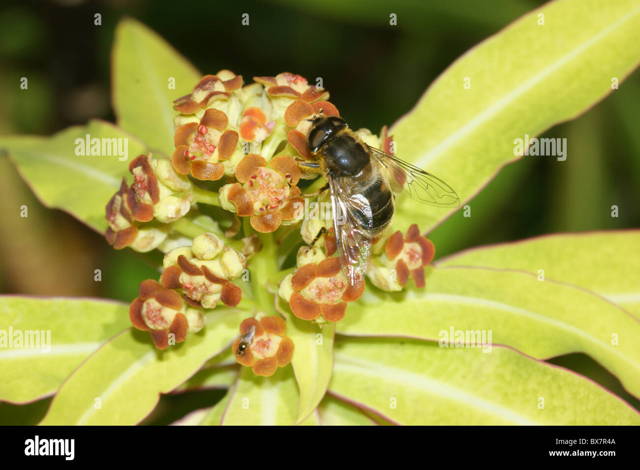 Euphorbia mellifera Euphorbe Miel Banque D'Images