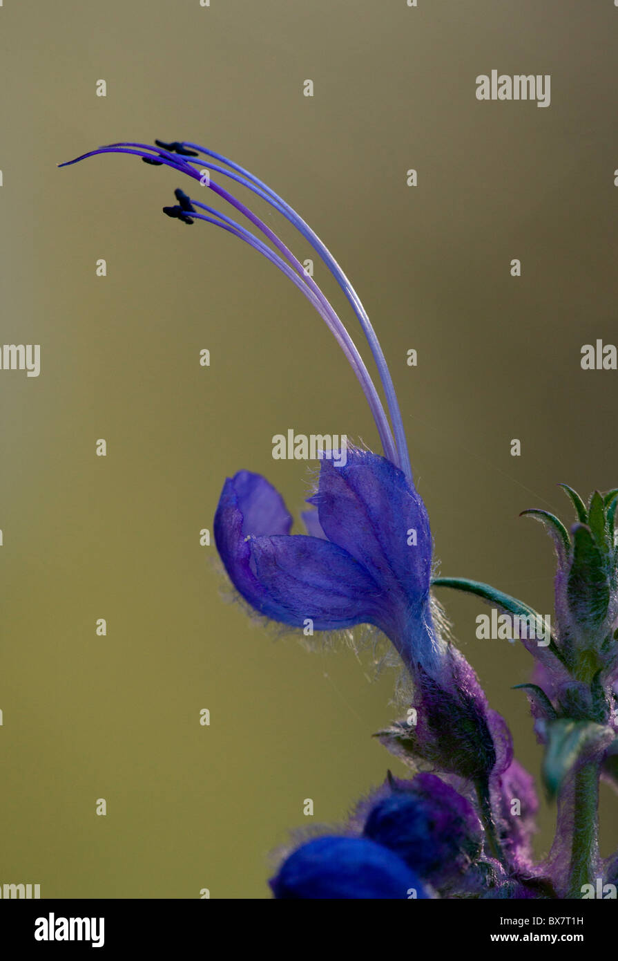 Trichostema boucles bleu laineux lanatum, en Californie. Banque D'Images