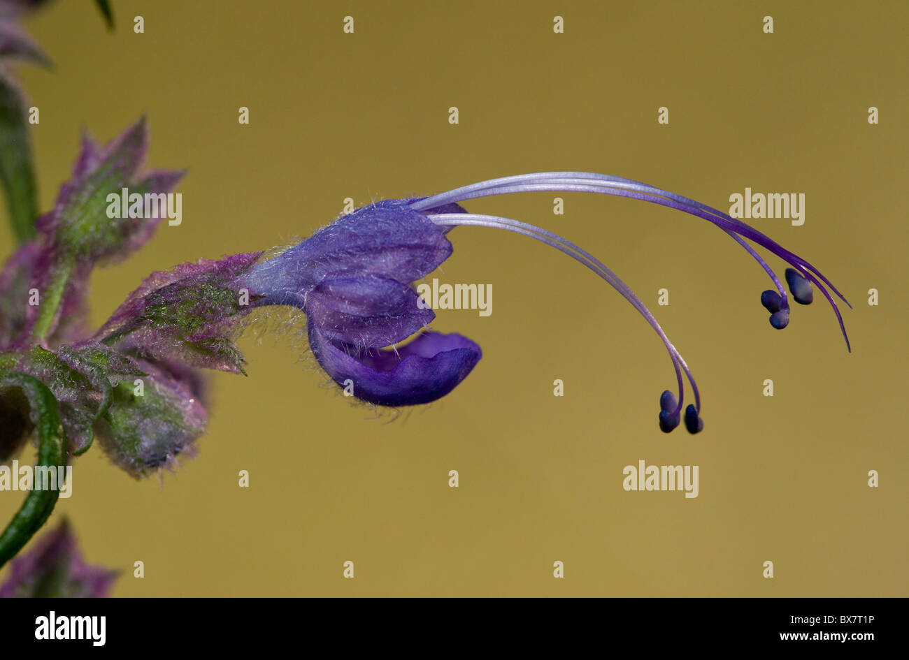 Trichostema boucles bleu laineux lanatum, en Californie. Banque D'Images