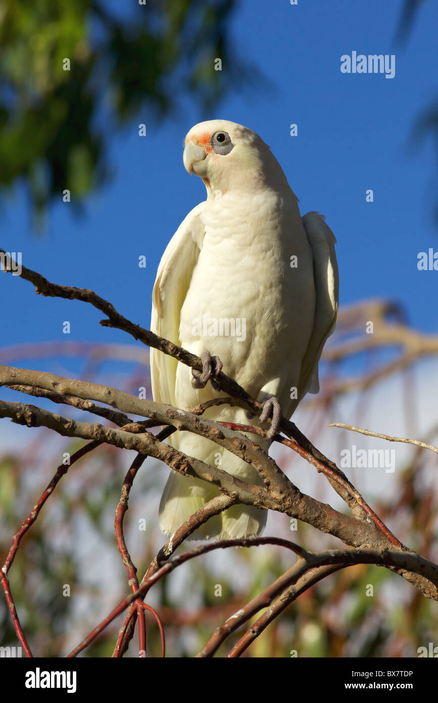 Un peu Corella (Cacatua sanguinea) au lac Monger, Perth, Australie occidentale. Banque D'Images