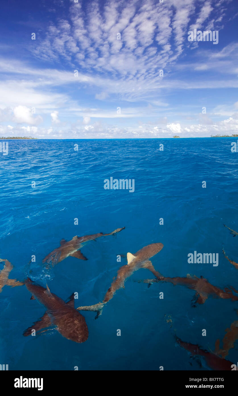 Les requins gris de récif (Carcharhinus amblyrhynchos) dans le lagon à Cocos Keeling, de l'Océan Indien Banque D'Images