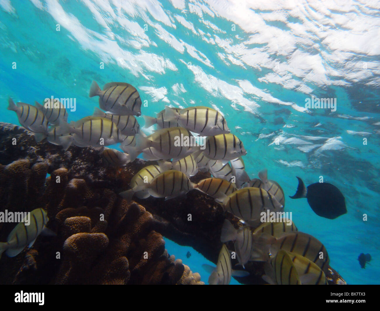 Poisson Chirurgien (Acanthurus triostegus convict) sur l'épave du Phaeton, Cocos Keeling lagoon, de l'Océan Indien Banque D'Images