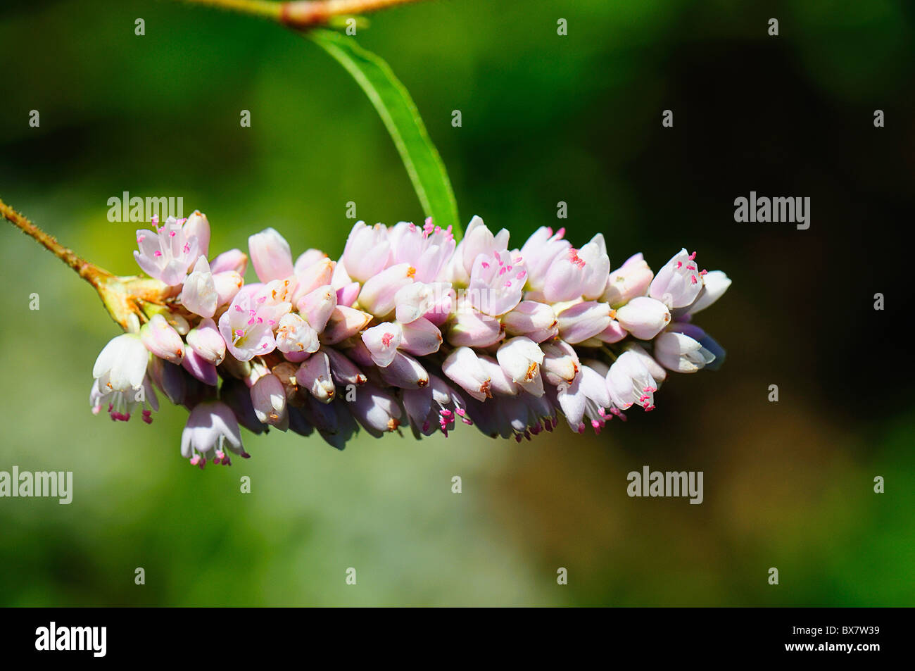 Curl-Top Renouée Banque D'Images