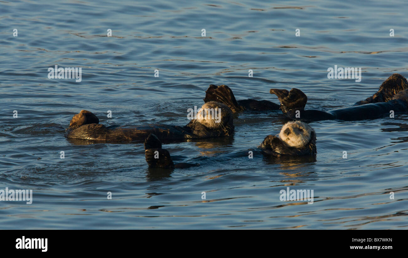 Les loutres de mer (Enhydra lutris), détente flottant sur le dos à la mer, le sud de la Californie. Banque D'Images