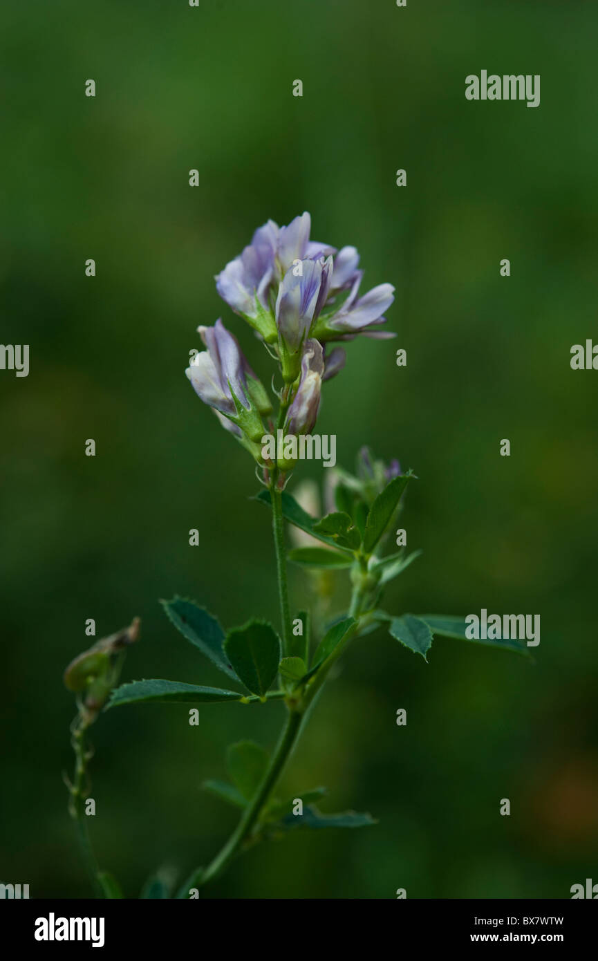 La Luzerne (Medicago sativa L.) fleurissent dans un pré de fauche en Ontario. Banque D'Images