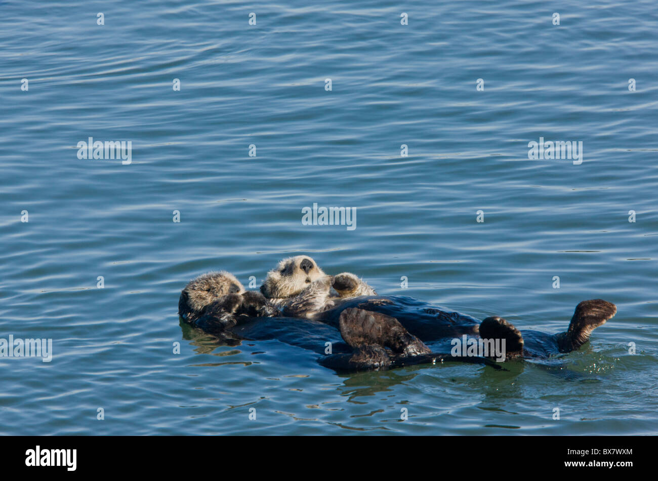 Les loutres de mer (Enhydra lutris), détente flottant sur le dos à la mer, le sud de la Californie. Banque D'Images