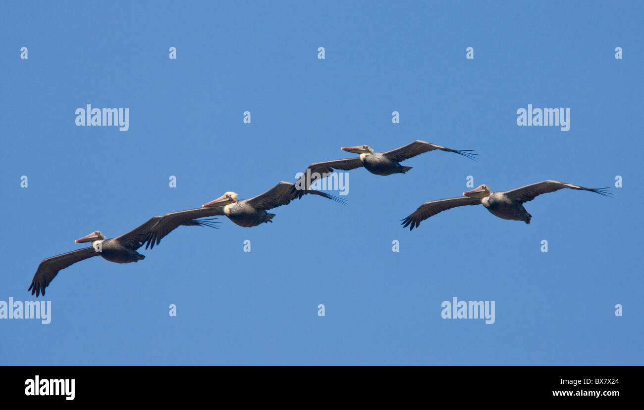 Le Pélican brun Pelecanus occidentalis en vol, l'hiver, en Californie. Banque D'Images