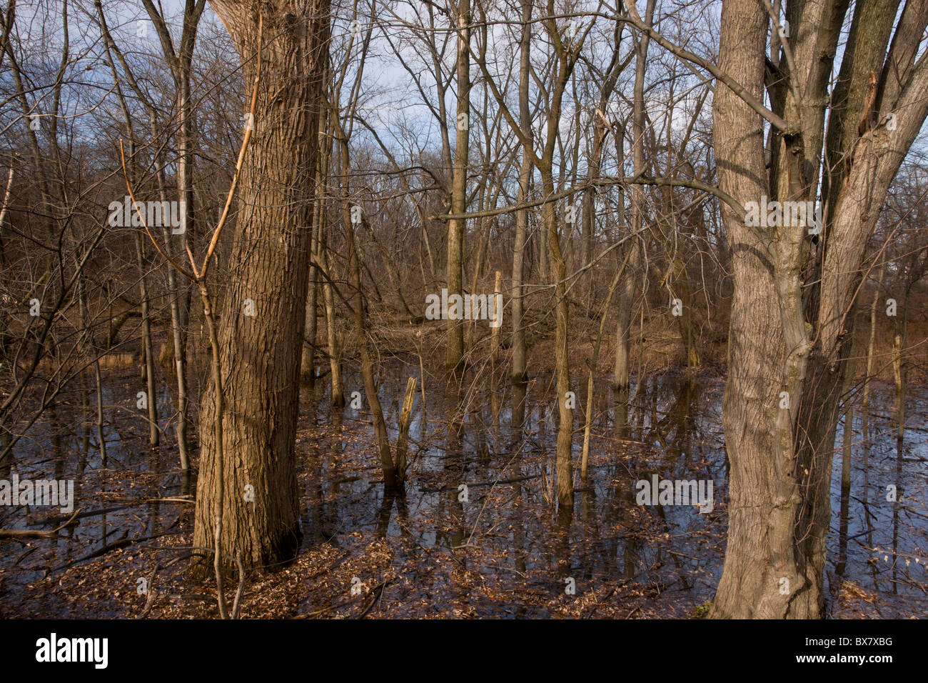 Bois de la vallée de feuilles deltoïdes (peuplier) arbres le long de la rivière Mohawk, près d'Albany, État de New York. Banque D'Images