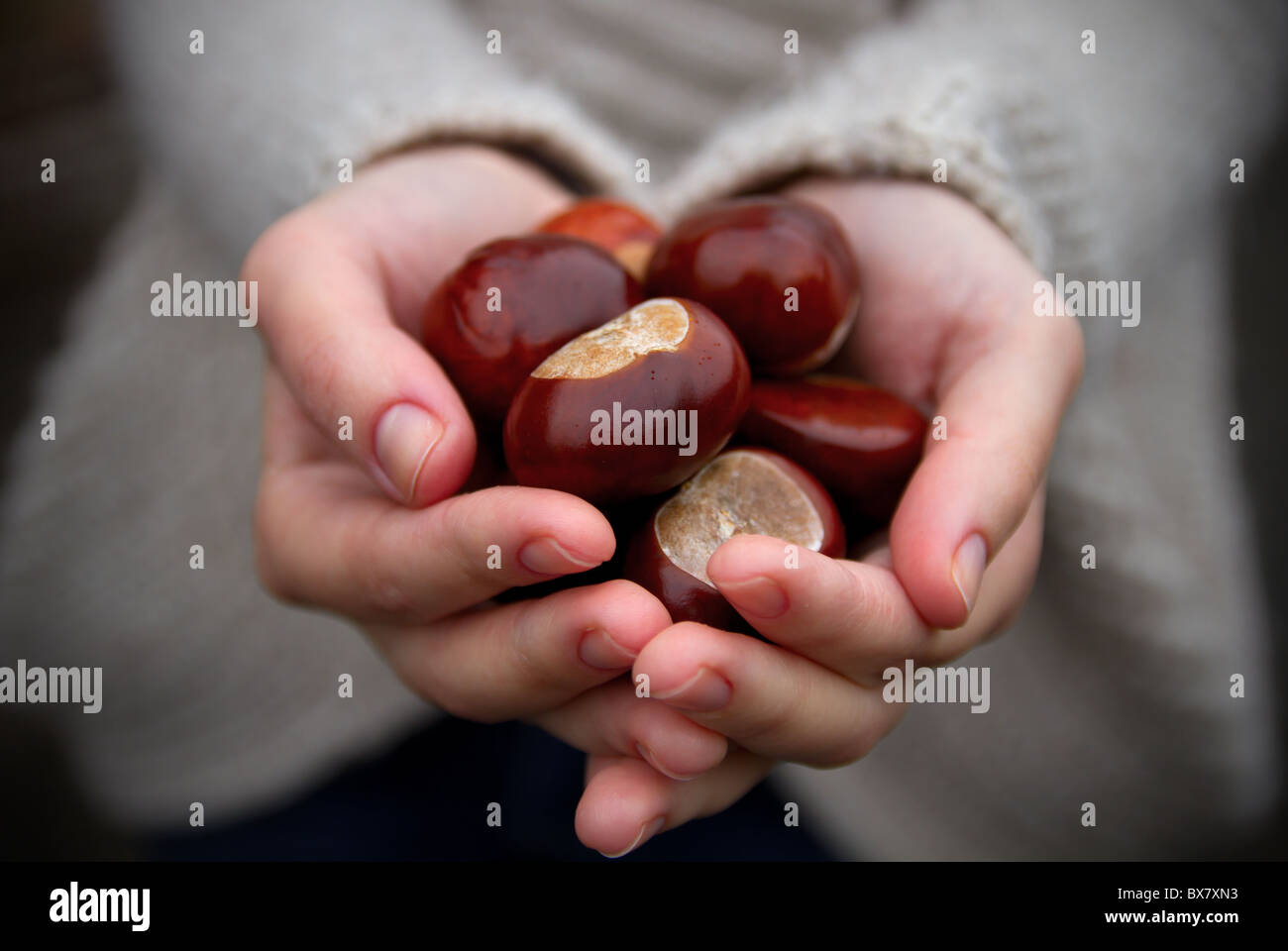 Poignée de conkers avec légère ajouté vignette. Banque D'Images