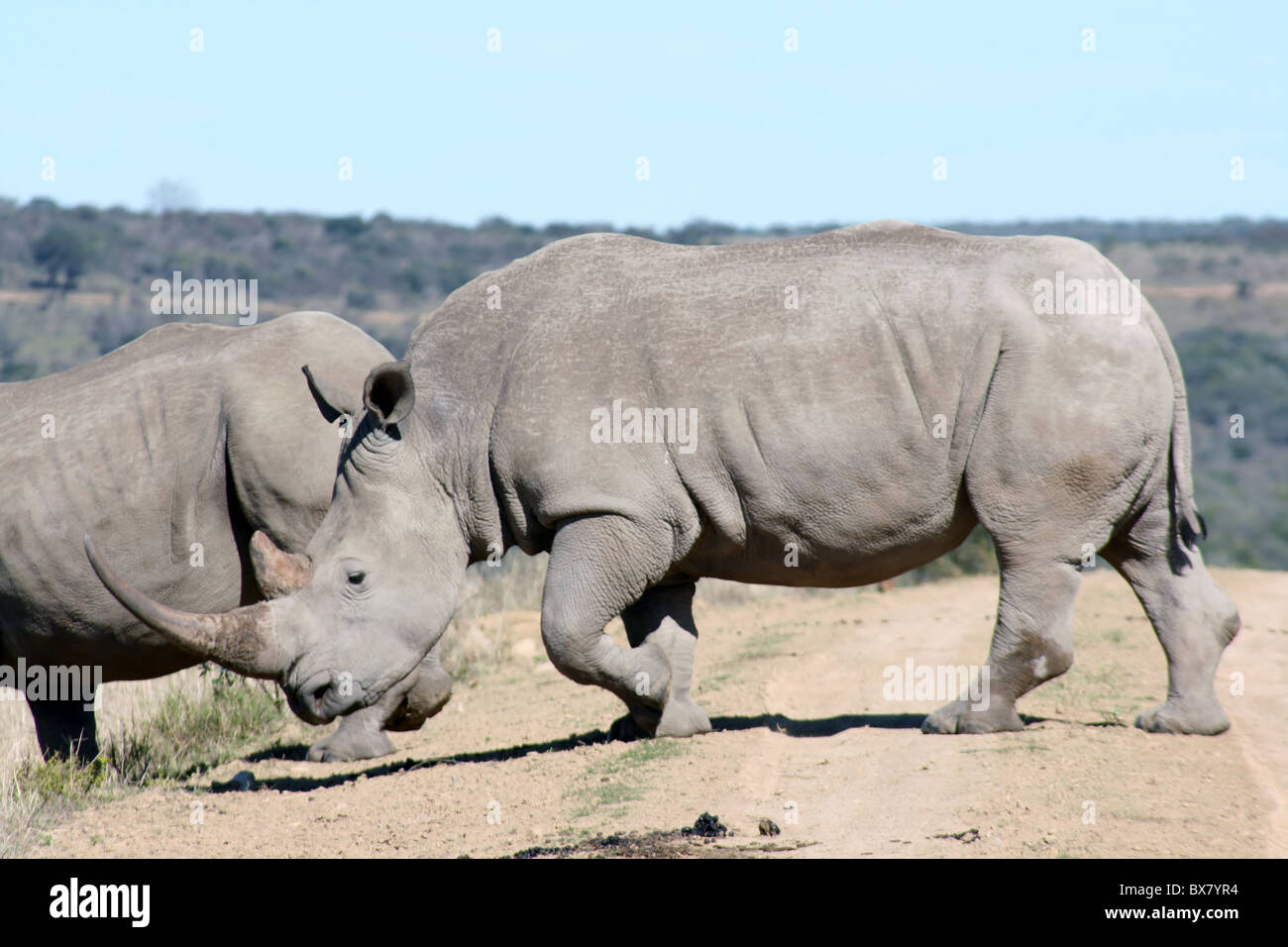 Rhino à Mpongo Park Banque D'Images