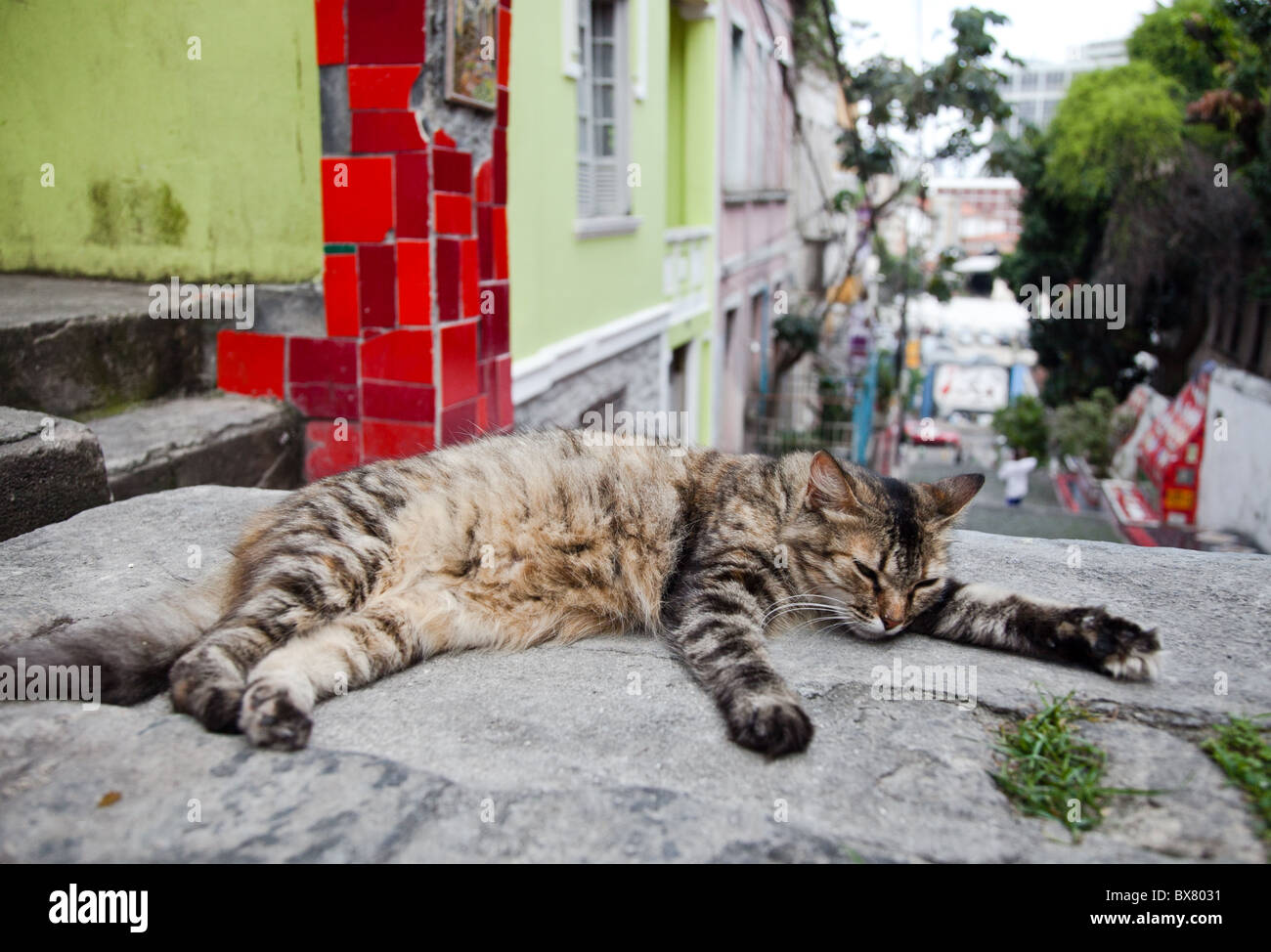 Un chat se relaxe sur le Escaderia Selarón à Rio de Janeiro Banque D'Images