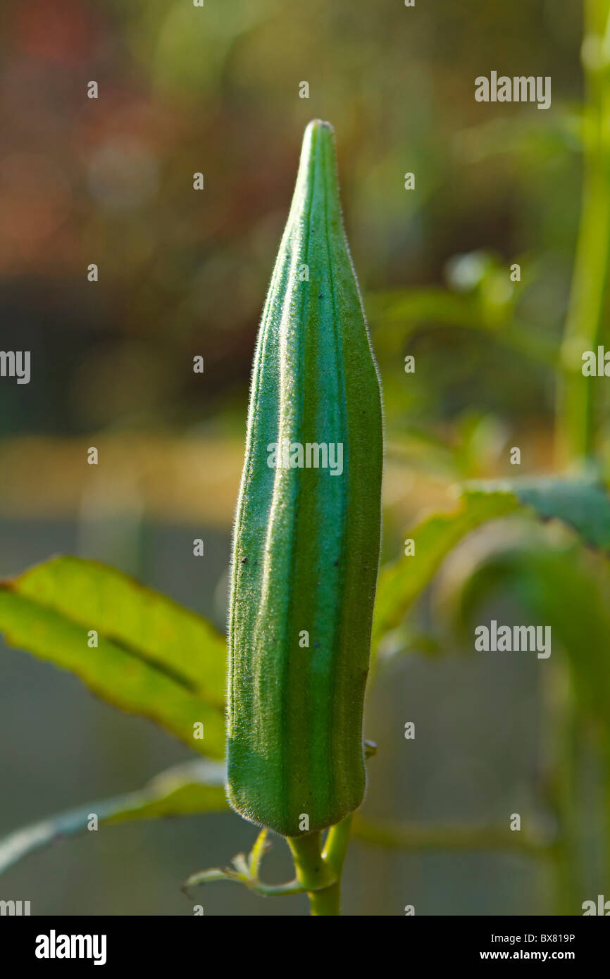 Gros plan sur un okra gousse encore attaché à l'okra planter un matin à la fin de l'automne. Le gombo est également connu sous le nom de mesdames les doigts. Banque D'Images