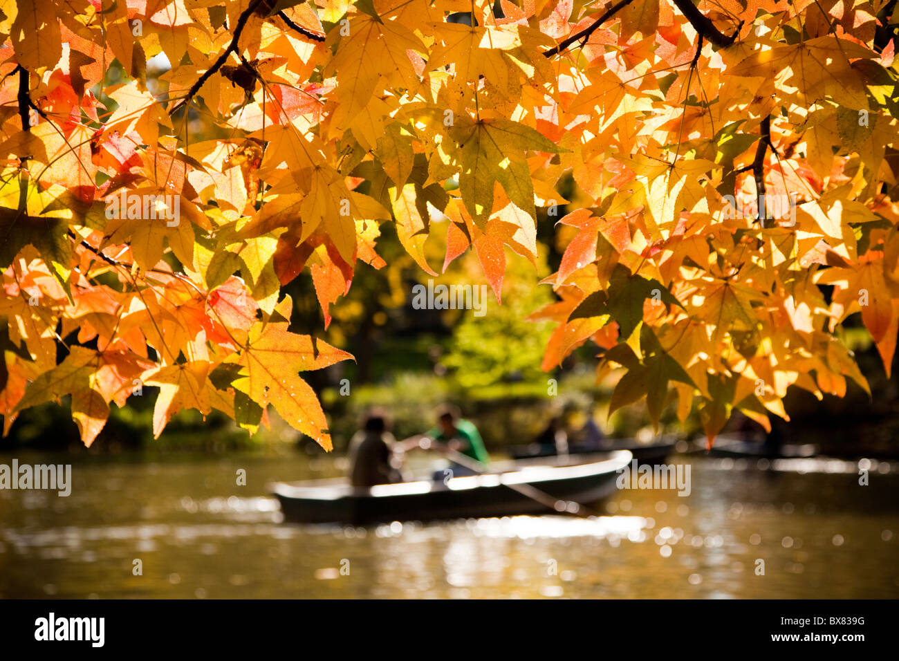 Navigation de plaisance sur le lac de barques dans Central Park en automne dans la ville de New York. Banque D'Images
