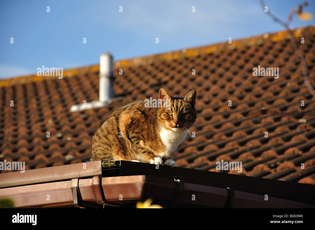 Chat sur toit, Stanwell Moor, Surrey, Angleterre, Royaume-Uni Banque D'Images