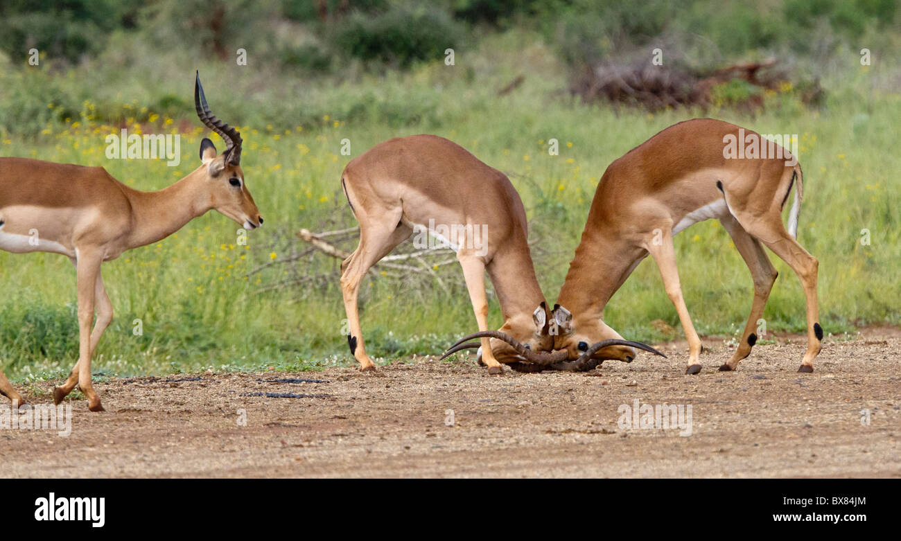 Impala (Aepyceros melampus) combats, tandis qu'un autre regarde, Pilanesberg National Park, Afrique du Sud Banque D'Images