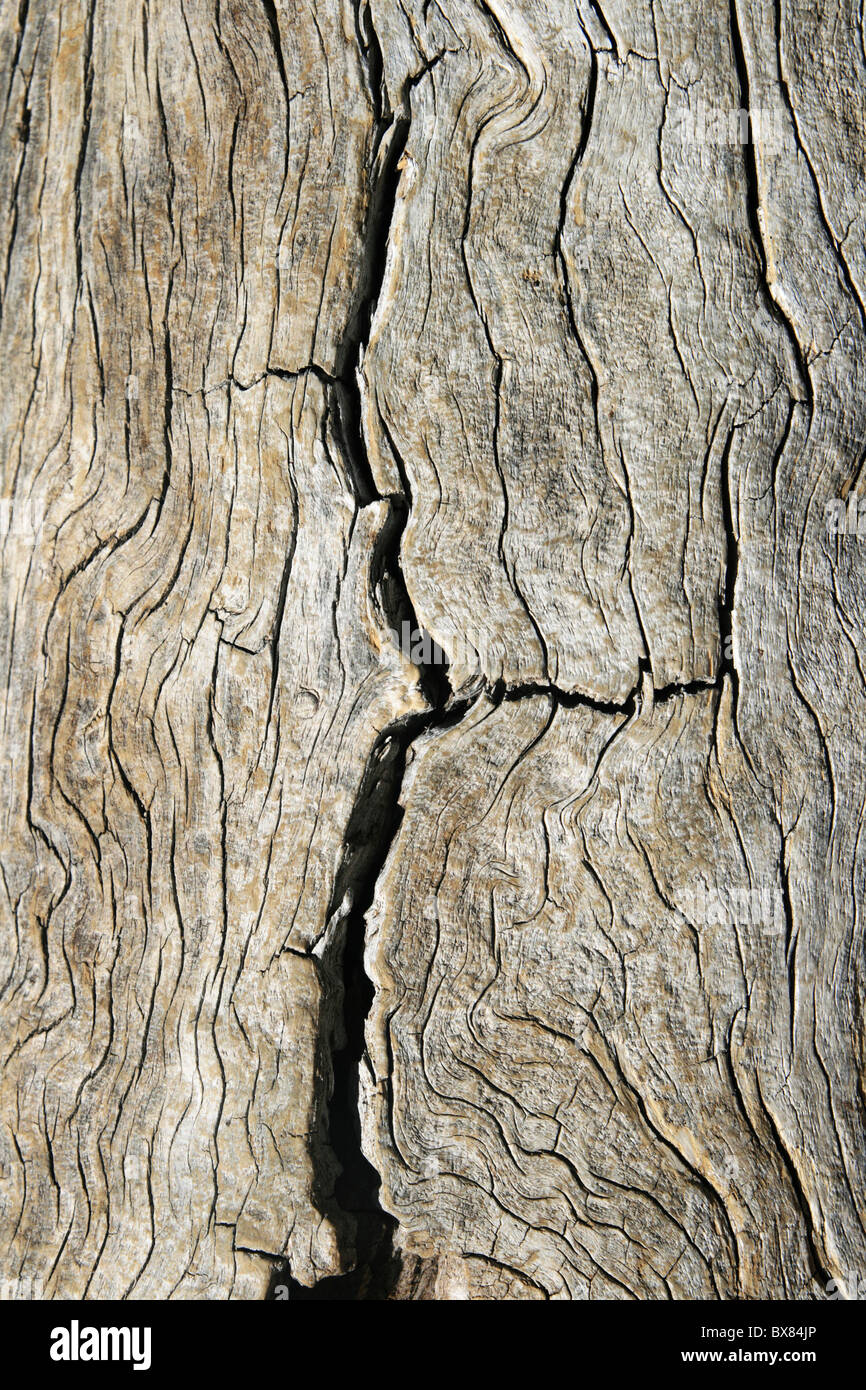 12.2005 old pine wood grain crispé avec Banque D'Images