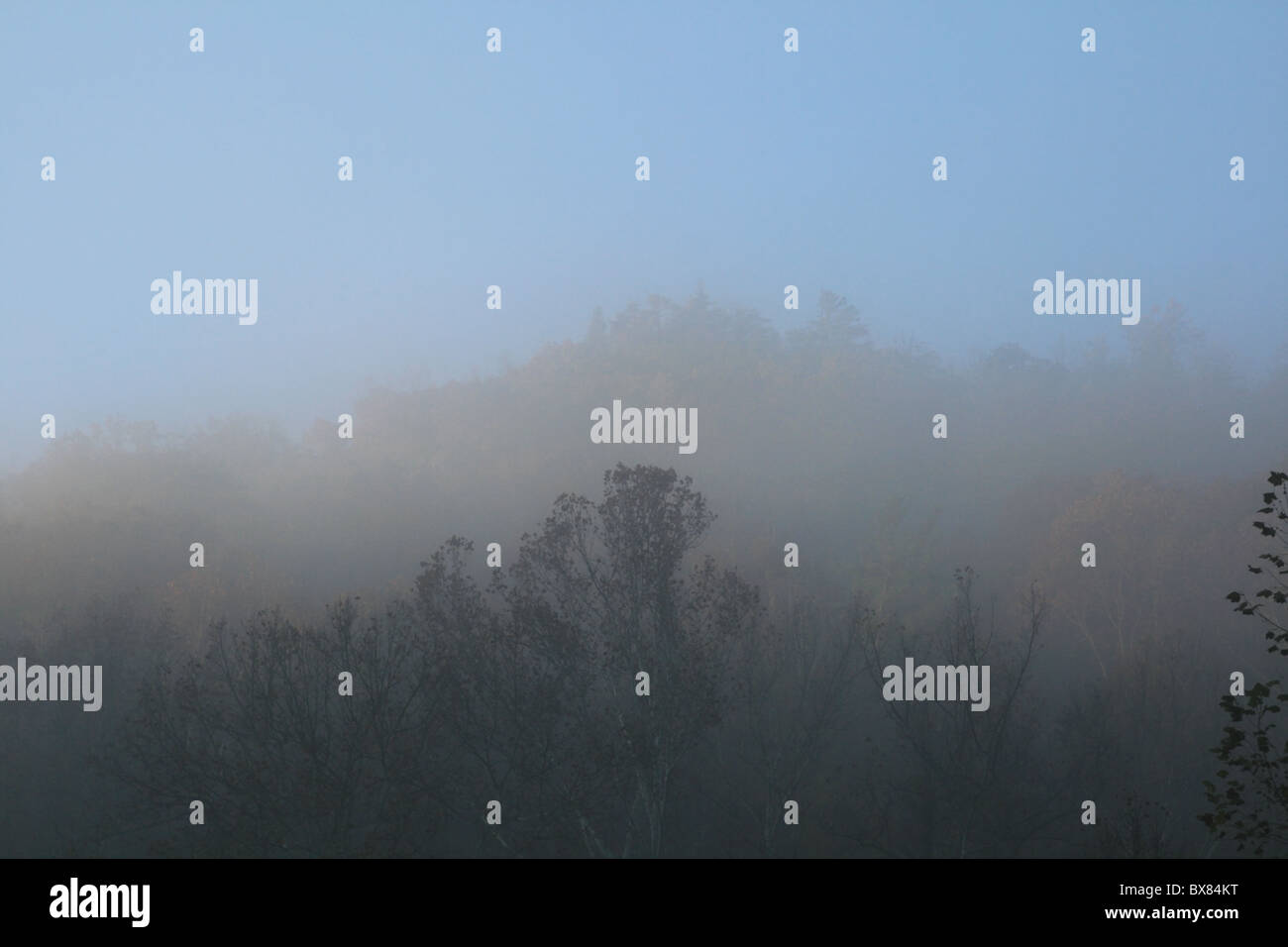 Image de la partie supérieure des arbres dans une forêt de brouillard à l'automne Banque D'Images