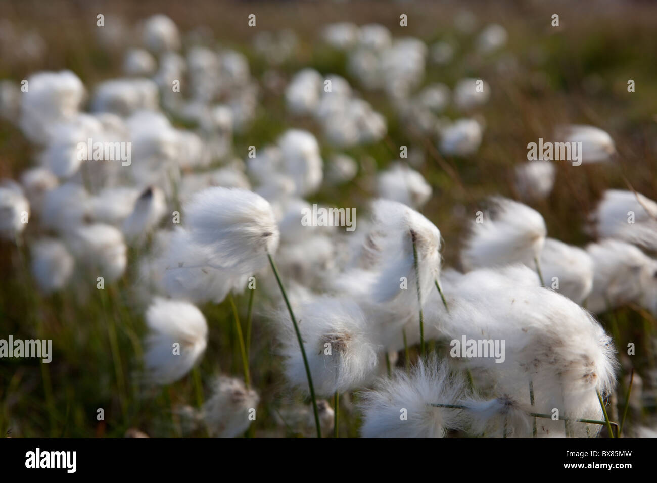 Coton blanc-grass (Eriophorum scheuchzeri ou Eriophorum capitatum), parc national de Pallas-Yllästunturi, Laponie, Finlande Banque D'Images