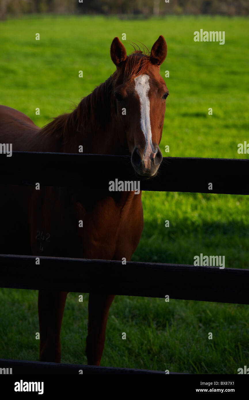 Les chevaux qui paissent dans les pâturages luxuriants Banque D'Images