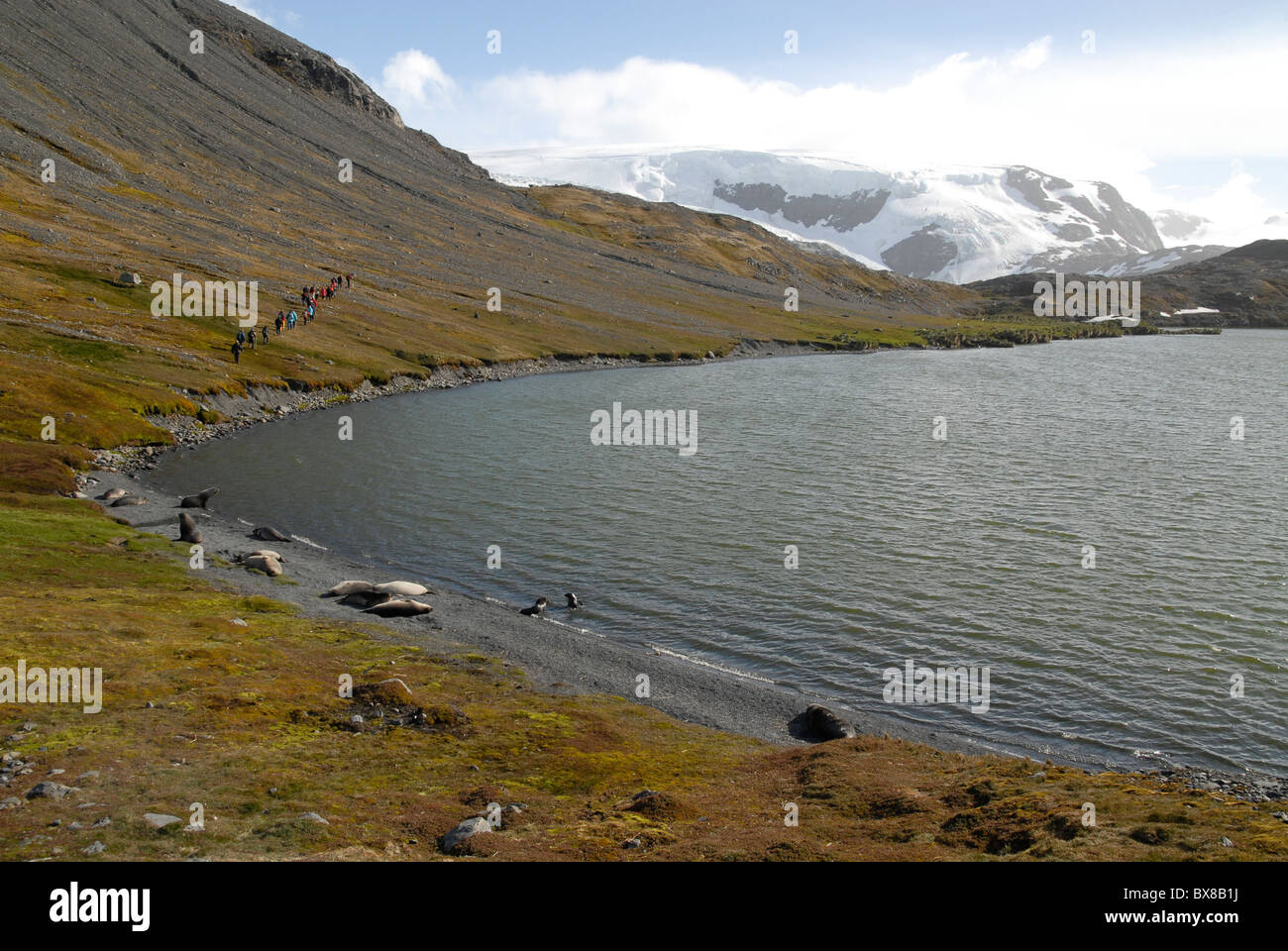 Les touristes randonnées autour d'un lac à la Possession Bay derrière les éléphants de mer et otaries à fourrure, la Géorgie du Sud Géorgie du Sud Banque D'Images