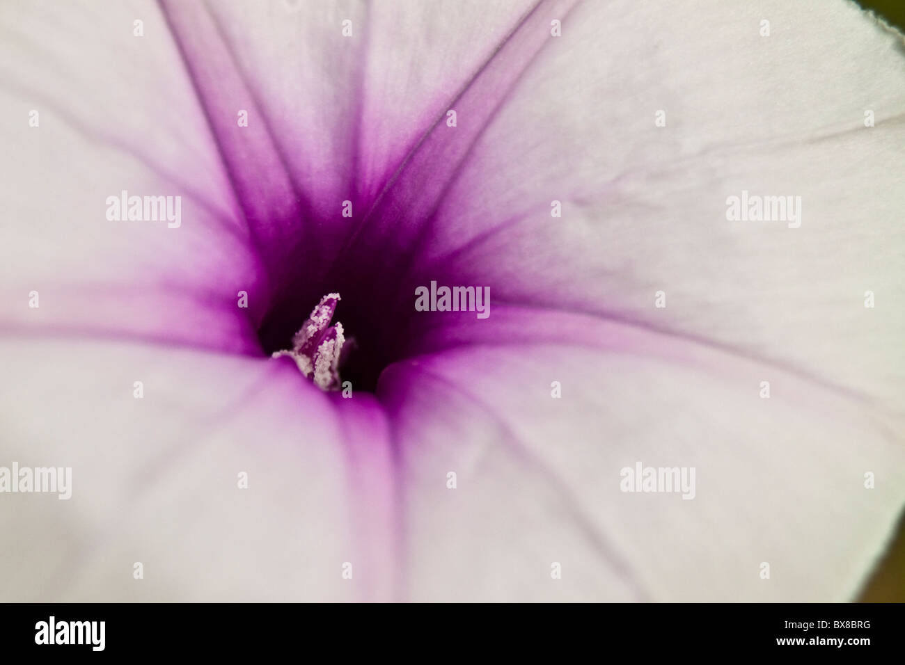 Close-up du centre d'une fleur de morning glory Banque D'Images