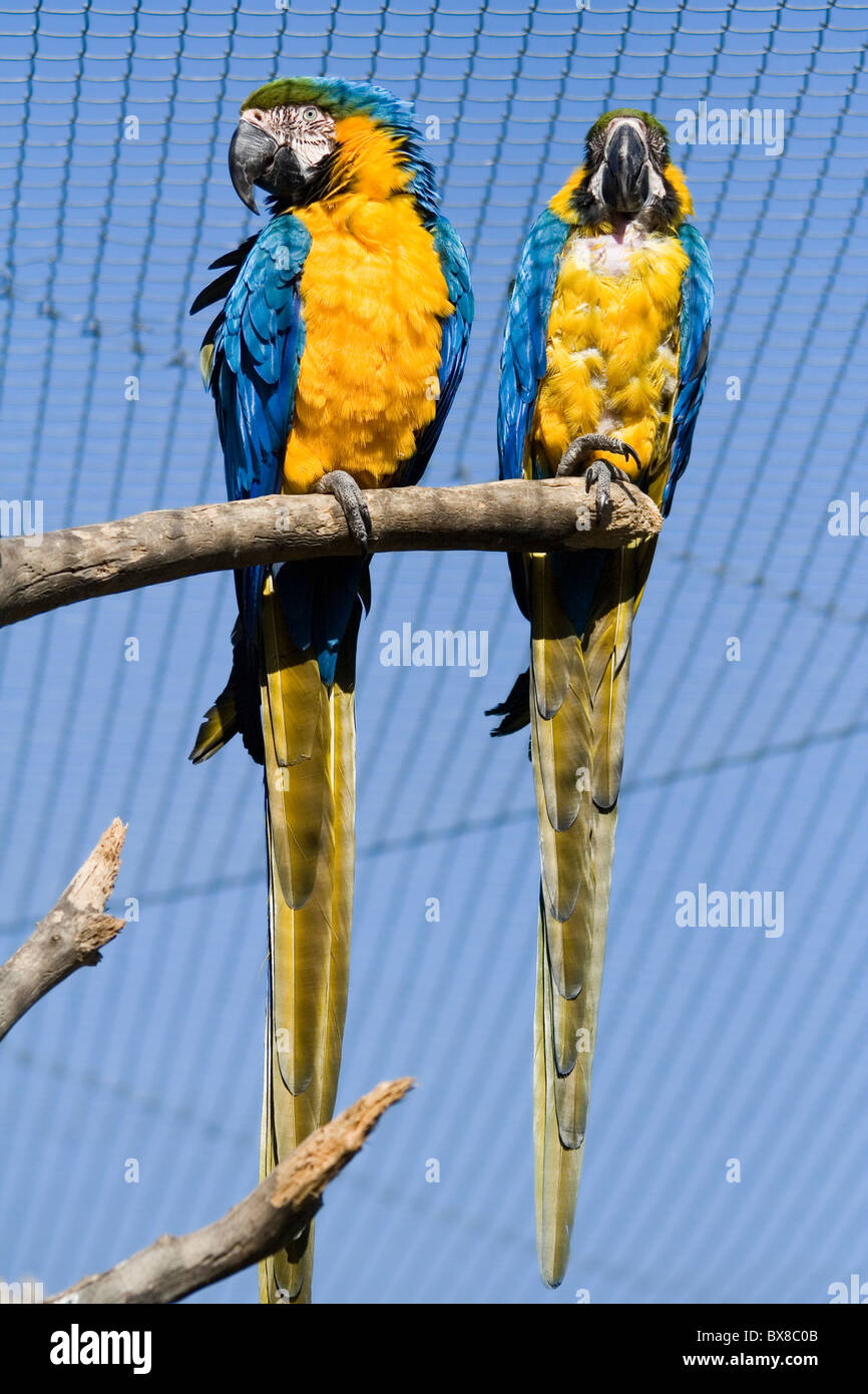 L'ara bleu et jaune ara ararauna - - sitting on branch Banque D'Images