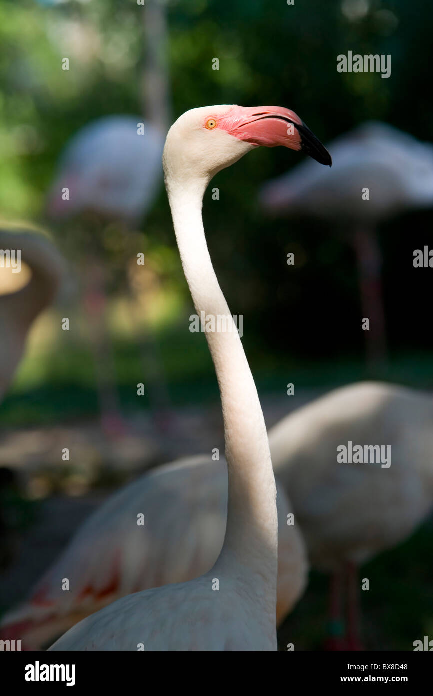 Le zoo de Prague dans flamingo Banque D'Images