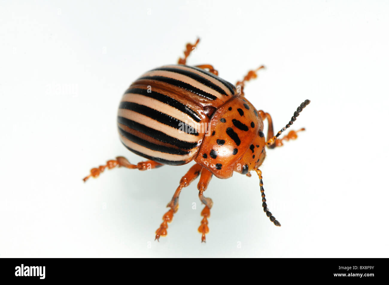 Faux La pomme de terre ou la morelle de la beetle Leptinotarsa juncta, Banque D'Images