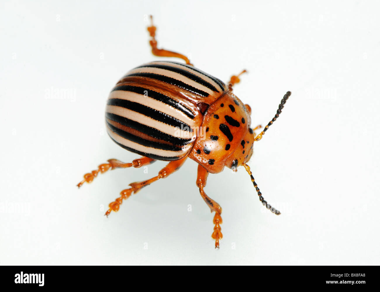 Faux La pomme de terre ou la morelle de la beetle Leptinotarsa juncta, Banque D'Images