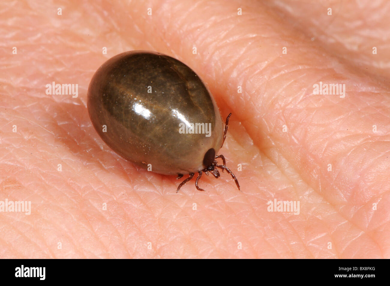 Parasite De Chat Banque De Photographies Et D Images A Haute Resolution Alamy Parasite De Chat Banque De Photographies Et D Images A Haute Resolution Alamy