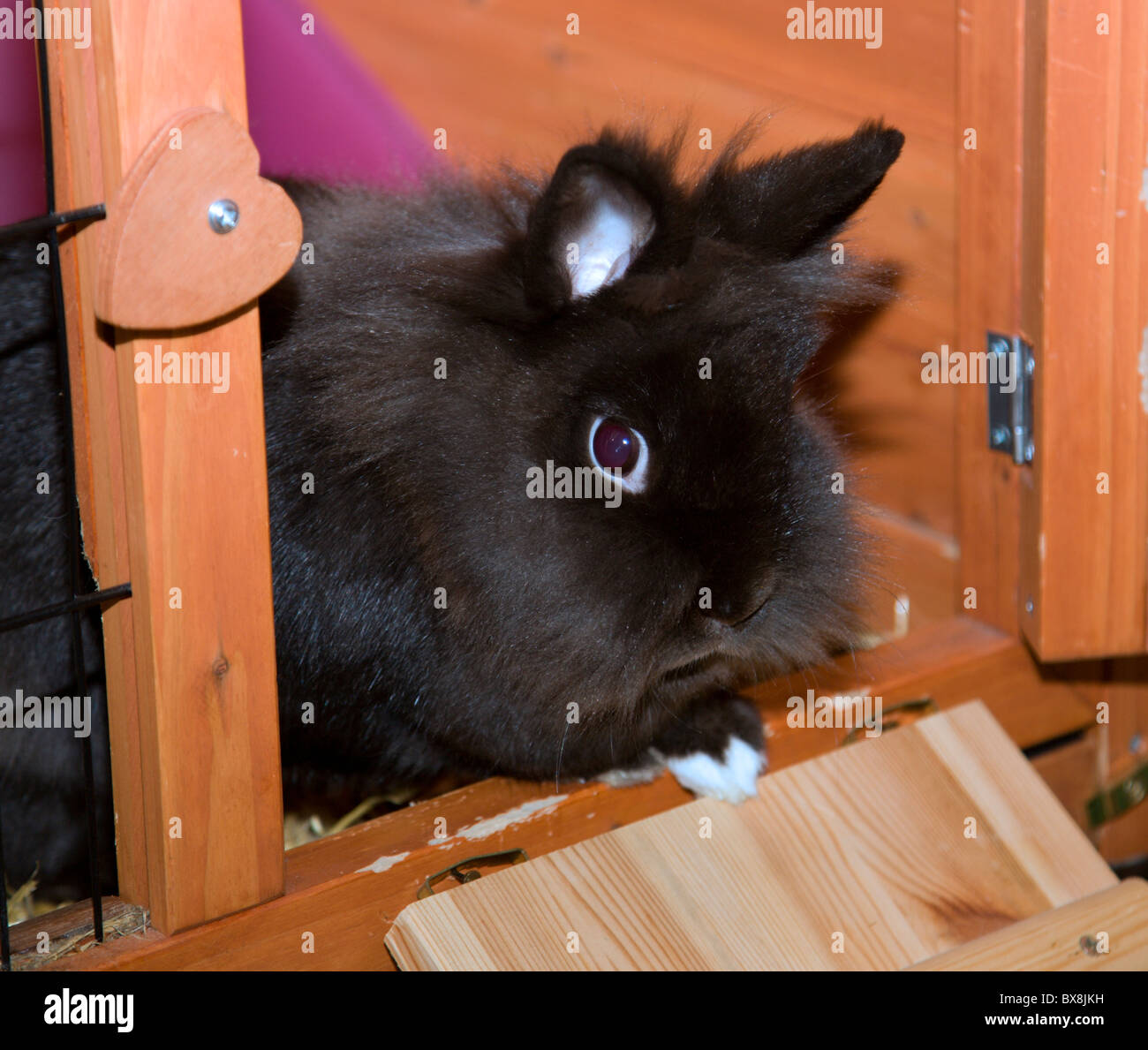 Lionhead noir femelle Lapin dans une huche Banque D'Images