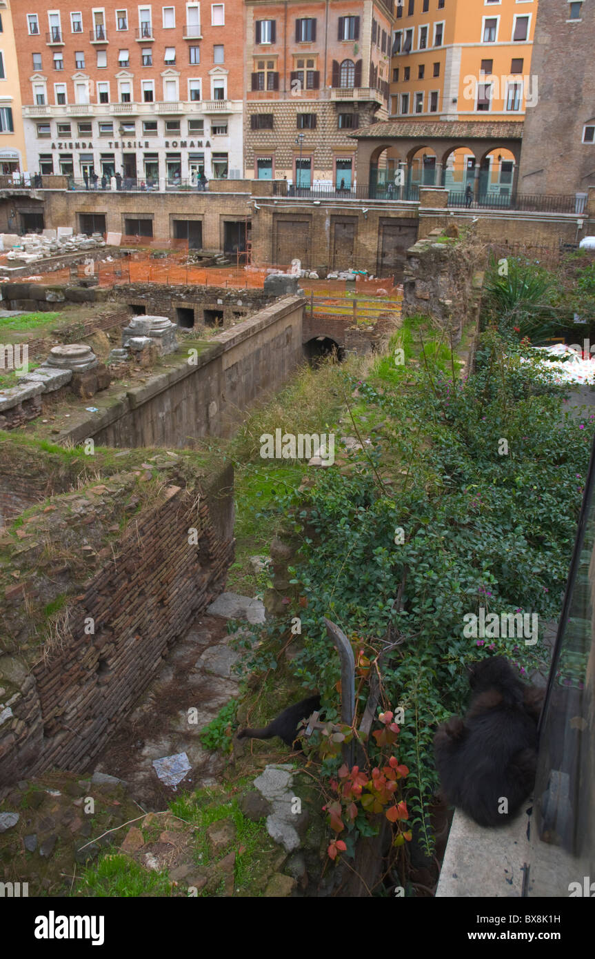 Chat noir à la place Largo di Torre Argentina Rome Italie Europe Banque D'Images